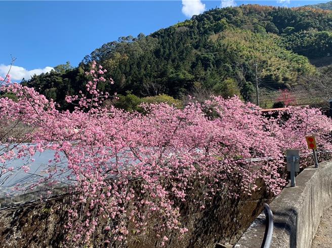 草坪头樱花季1月27日至3月10日登场，花季期间酌收50元入园清洁费，并实施交通管制。（民眾提供／杨静茹南投传真）