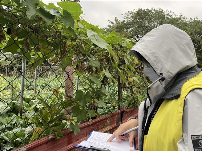 近日市府到辖区内田区巡查，持续关注农作物情况。（新北市农业局提供／吕健豪新北传真）