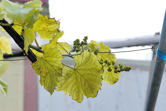 彰化縣大村鄉葡萄農民怕剛催芽的葡萄變啞巴花，趕在寒流來襲前，補足營養劑和土壤灌水，提升根系的健康度來抗寒。（吳建輝攝）
