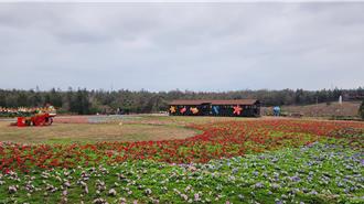 「龍舞春風迎新歲」13萬株矮牽牛打造澎湖新春花海