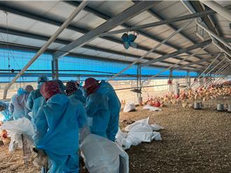 雲林連3周禽流感確診通報 大批雞鴨鵝遭撲殺