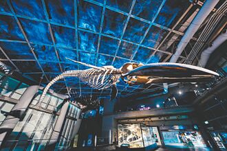 全台首座 蓝鲸骨骼标本 屏东海生馆登场