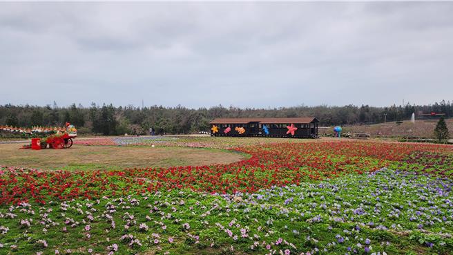 澎湖县政府迎接龙年，在澎湖休憩园区种植13万株矮牵牛，打造澎湖新春花海，25日已陆续绽放七成，预计春节时就能全区绽放。（许逸民摄）