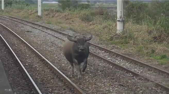 圖片是前年，花蓮縣富里鄉的東竹車站，出現牛隻入侵，並在月台旁的鐵軌中央奔馳。（本報資料照片）