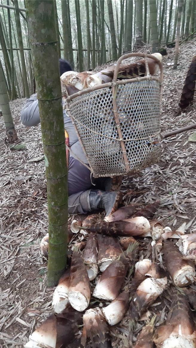 这几天寒流来袭还下雨，笋农不畏寒雨上山挖掘冬笋送下山，相当辛苦。竹山镇公所提供