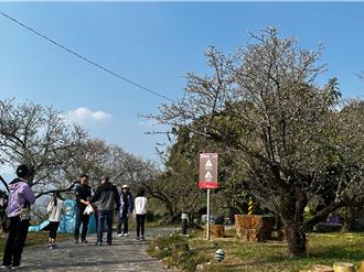 台南梅岭赏梅近尾声 花季至今已逾7万游客