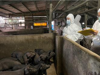 国际非洲猪瘟疫情延烧 新北动保处吁加强防御