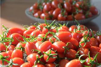 门外汉遇佛心农友 他种出全国冠军小果番茄