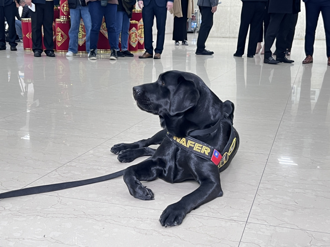首度亮相！美捐赠台湾首只「电子产品侦测犬」Wafer 现踪刑事局。(叶庭欣/翻摄)