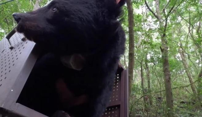 台湾黑熊Hundiv去年11月野放山林。（林业及自然保育署台东分署提供／蔡旻妤台东传真）