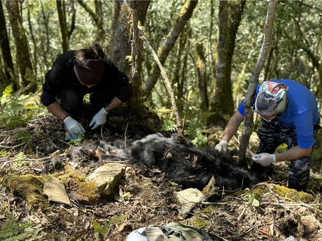 台湾黑熊Hundiv遗骸检查及检体採样。（林业及自然保育署台东分署提供／蔡旻妤台东传真）