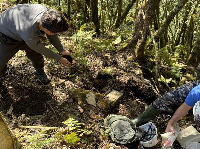 台湾黑熊Hundiv覆土埋葬长眠壳斗森林。（林业及自然保育署台东分署提供／蔡旻妤台东传真）