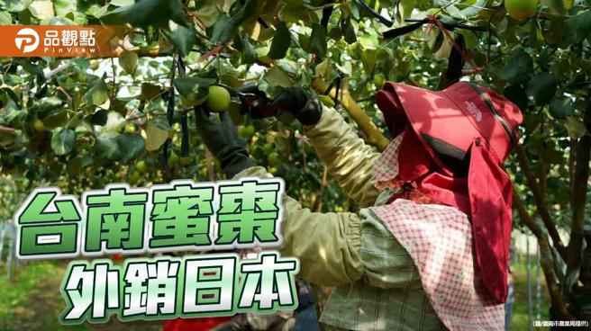 台南蜜枣正得时！首批外销1.5吨 抢攻日本市场