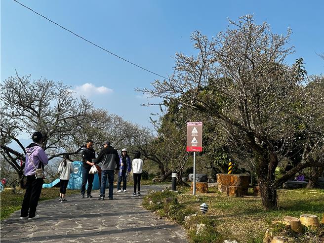 梅嶺花季已近尾聲，福來百年梅園的梅花因寒流過境，有2度、3度開花的梅樹。（福來梅子雞餐廳提供／程炳璋台南傳真）