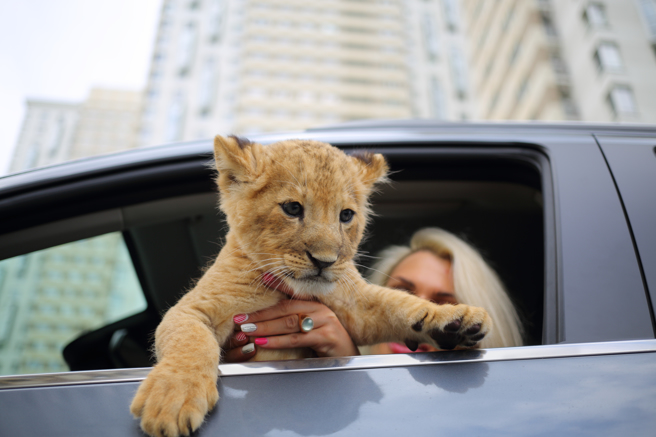 泰国街道上出现「狮子」坐车兜风，路人经过牠旁边时都感到错愕。(示意图/shutterstock/达志)
