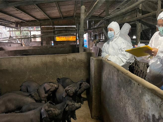 動保處冬季加強訪視轄內126場養豬場。（新北市動保處提供）