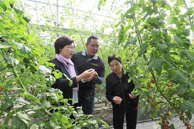 彰化县长王惠美（左）与县议员顾黄水花（右）26日由青农唐烱凯（中）带领参观小果番茄园。（彰化县政府提供／孙英哲彰化传真）