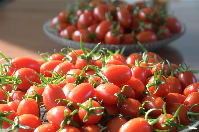 彰县府农业处表示，目前小果番茄品种以市场接受度最高的玉女品种为主，香、甘、甜都集中于小小一颗内，糖度都在12度以上。（彰化县政府提供／孙英哲彰化传真）
