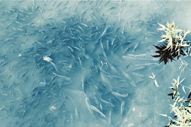 經由新北市水利局戮力整治及渠道改善工程後，發現在瓦磘溝大量繁殖的魚群。（新北市水利局／劉瑋晴新北傳真）