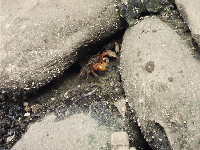 於瓦磘溝下游發現無齒螳臂蟹躲藏在石縫中。（新北市水利局／劉瑋晴新北傳真）