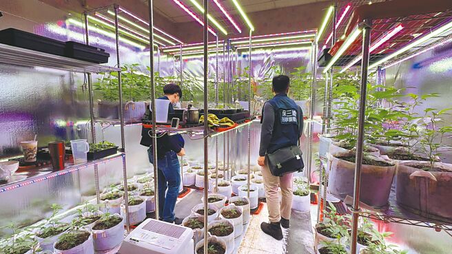 保三總隊第二大隊偵破台南一間歇業小吃店被曾姓男子租下後栽種大麻，共計查獲272株大麻活株、大麻花成品471公克、乾燥大麻葉及相關栽種器具等證物。（保三總隊第二大隊提供／洪靖宜高雄傳真）