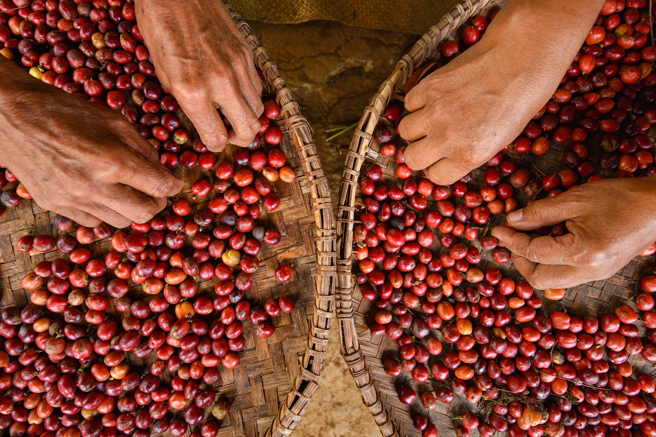 氣候變遷對幾乎所有咖啡種植區域都造成影響。(圖:shutterstock/達志)