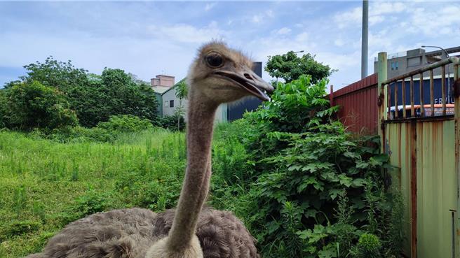 2024年1月27日新北市／身高2米直长脖子浓黑睫毛大眼睛，呆萌讨喜的模样经常获得附近居民喂食蔬果。（新北市动保处提供／刘玮晴新北传真）