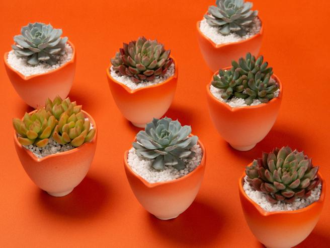 有肉x海濤客 2024龍年獨家植栽禮盒「龍曜豐年」。（有肉提供）