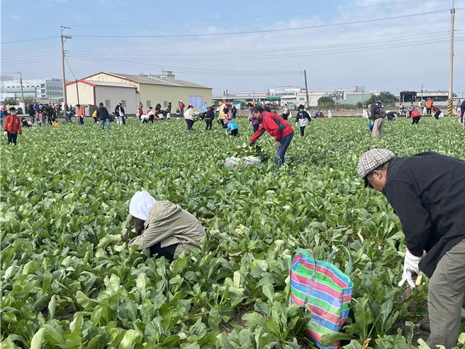 梧栖区农会27日举办拔萝卜亲子活动，吸引上千人共襄盛举。（梧栖区农会提供／陈淑娥台中传真）