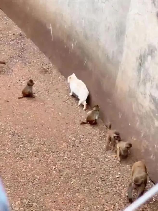 昆明动物园「躲猫猫」遭猴戏，陆央媒指三发通报才解救，顾此失彼。图为猫与猴群共处。（中国小动物保护协会视频截）