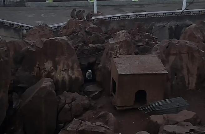 昆明动物园「躲猫猫」遭猴戏，陆央媒指三发通报才解救，顾此失彼。图为消失一天的猫咪终于现身猴山。（中国小动物保护协会）