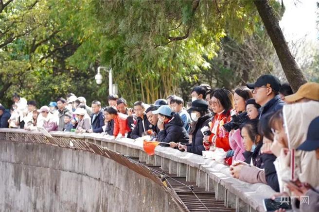 昆明动物园「躲猫猫」遭猴戏，陆央媒指三发通报才解救，顾此失彼。图为市民及游客等待猫出现（大陆央广网）