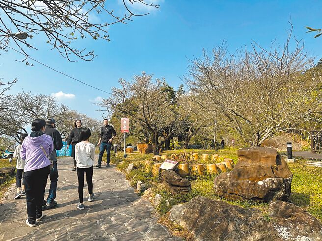 台南市楠西梅嶺花季已近尾聲，福來百年梅園的梅花因寒流過境，有2度、3度開花的梅樹。（福來梅子雞餐廳提供／程炳璋台南傳真）