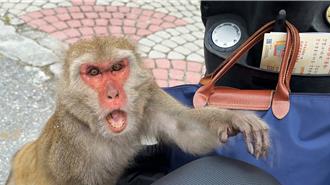 台東獼猴大盜橫行 觀光區搶包包、霸公廁逼投餵