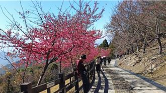 不用担心机师罢工！南投这里的樱花已开8成 花期可到3月上旬