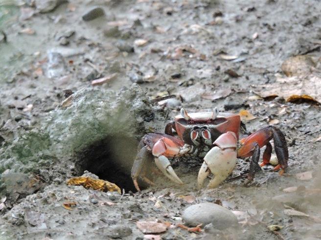 梓官牛路沟公园有凶狠圆轴蟹出没，高雄市公园处提醒民眾前往公园要留意脚边，避免伤及小生物。（公园处提供／任义宇高雄传真）