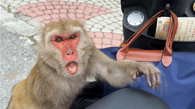 台東「獼猴盜賊兵團」強占遊客機車，面露凶悍表情。（讀者提供／蕭嘉蕙台東傳真）