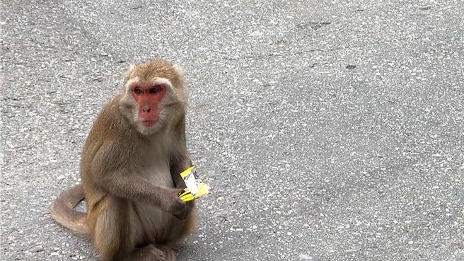 台東賞猴景點泰源幽谷、登仙橋驚見「獼猴盜賊兵團」大膽行搶。（讀者提供／蕭嘉蕙台東傳真）