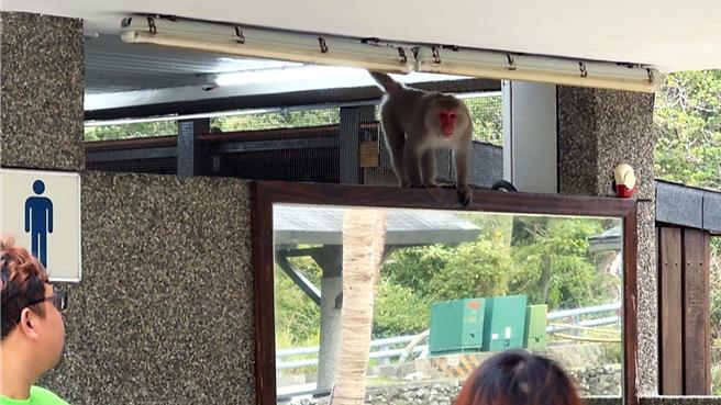 野生台灣獼猴霸占公廁，遊客不得其門而入。（讀者提供／蕭嘉蕙台東傳真）