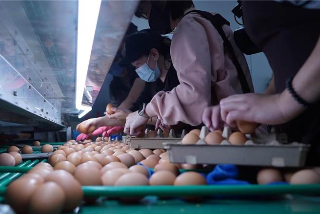 受到寒流来袭，台北蛋商公会今宣布明起蛋价将涨2元，让产地价格来到每台斤42.5元、批发价则来到52元，连续2周喊涨。（本报资料照片）