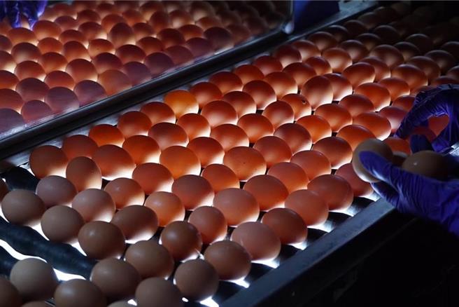 彰化蛋农陈秋池说，最近蛋农互相支援调度供蛋，他也是今早才知道要涨，但因应农历年到来，加上供应量少，价格波动是必然的。（本报资料照片）