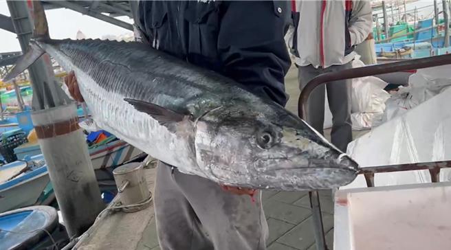 台南市資深釣客張明宗在安平外海釣魚時，釣到1尾重達36公斤、長約160公分超級土魠魚。（讀者提供／洪榮志台南傳真）