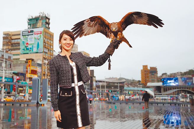 外形亮丽的基隆市议员许睿慈为行销基隆及挹注资源给独居长者及弱势妇幼，今年与猛禽们合照拍年历，被说是「美女与野兽」的组合。（许睿慈办公室提供／徐佑升基隆传真）
