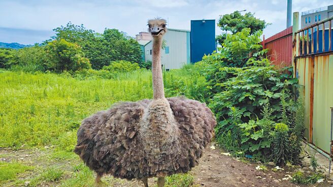 宠物鸵鸟身高2米，直长脖子加上浓黑睫毛大眼睛，呆萌讨喜的模样经常获得附近居民喂食蔬果。（新北市动保处提供／刘玮晴新北传真）