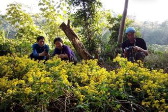 新竹油菊次世代苗木開枝散葉 展現珍稀植物保育成果