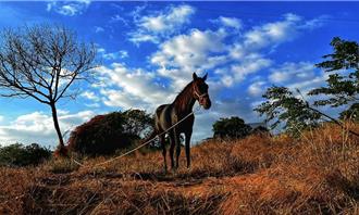 元配離婚家暴渣夫告小三 判賠30萬哭窮 法官抓包她養馬