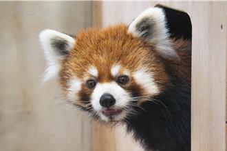 日本小貓熊「未來」完成健檢 北市動物園將添新血緣