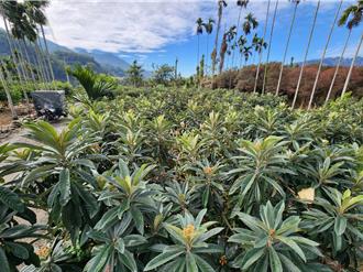 沒枇杷可賣！ 受焚風暖冬影響 每公頃救助10萬2／5止