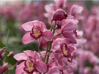 五彩繽紛虎頭蘭盛開 年關將近日月潭產地買氣旺