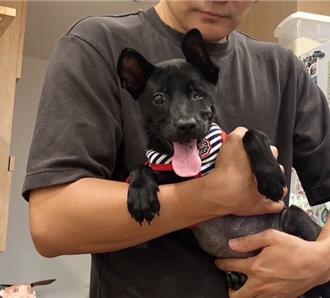 沒繫繩害毛孩被撞瞎 新北動保處出手了！飼主遭罰還禁養